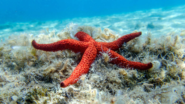 A red sea star on the ocean floor