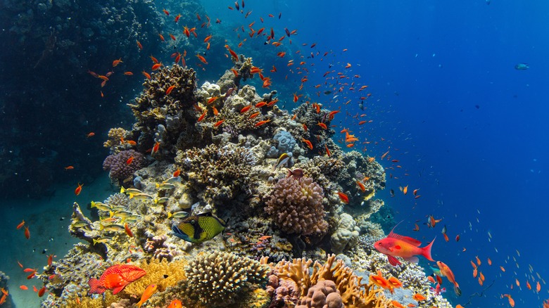 Colorful fish swim around a coral reef