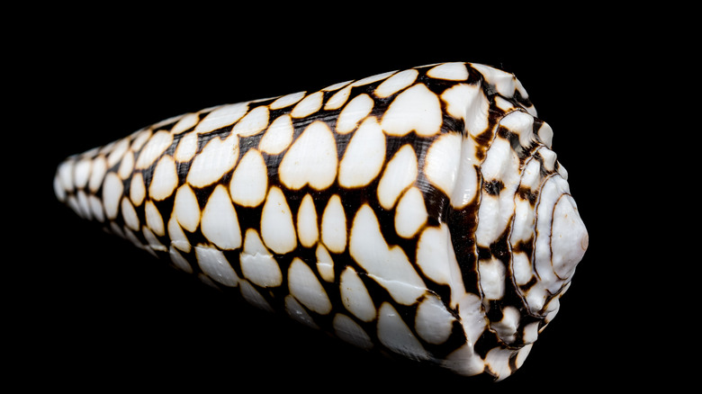 A cone shell in front of a black background.