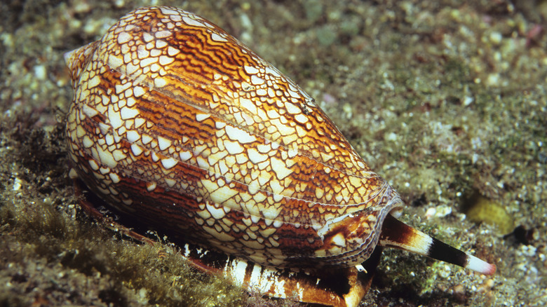 A cone snail on the ocean floor.