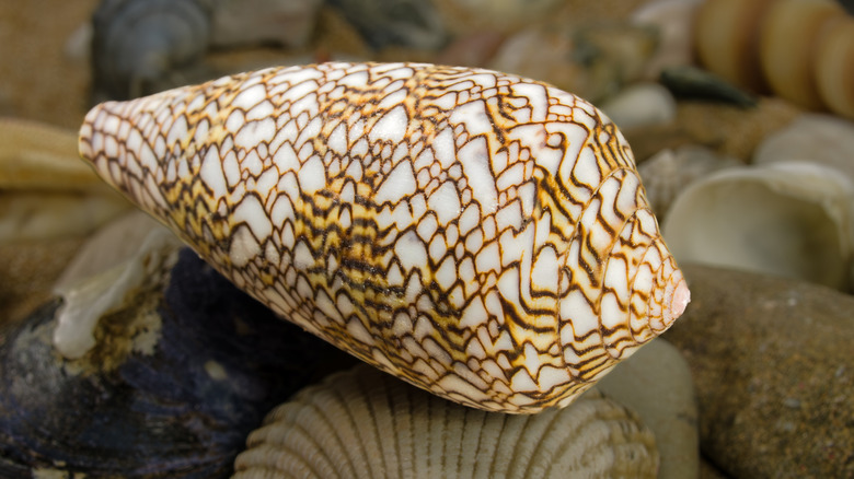 A textile cone shell.