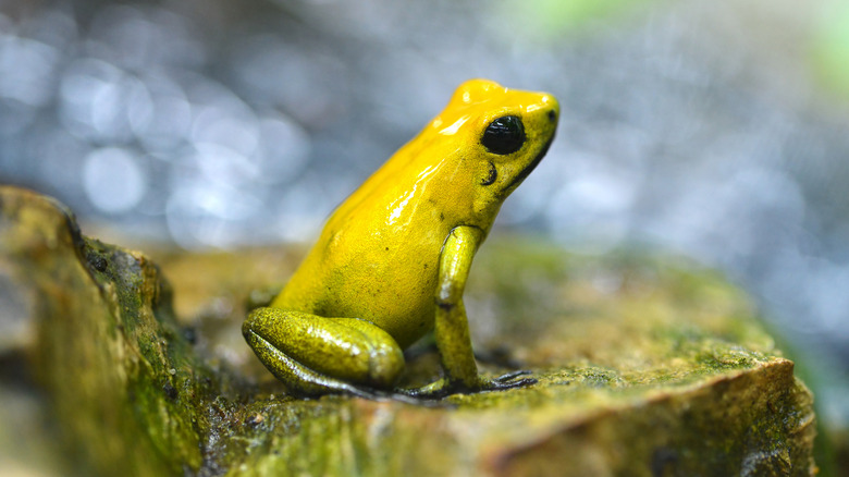 Golden poison dart frog (Phyllobates terribilis) in rainforest