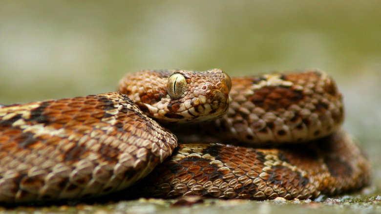 A saw-scaled viper in a coil, with raised, plate-like scales and large bulbous eyes