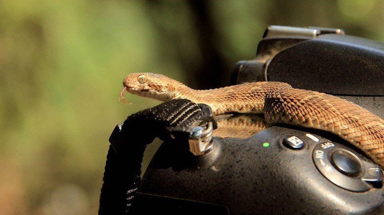 A small saw-scaled viper crawling on top of a digital camera