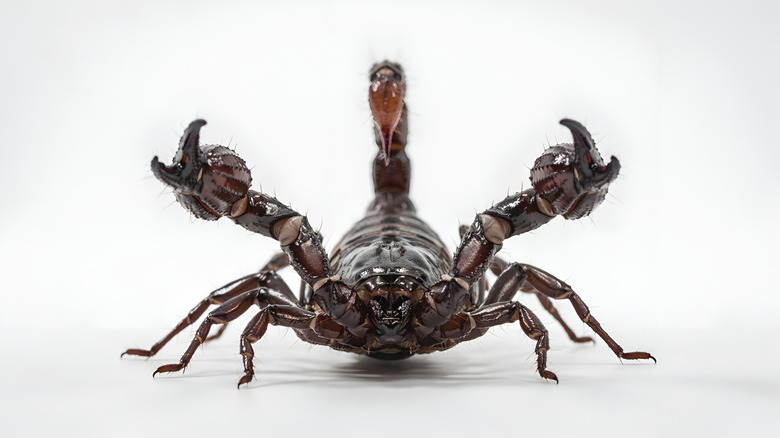 Black scorpion close up, facing camera with both pinchers raised and stinging tail in center
