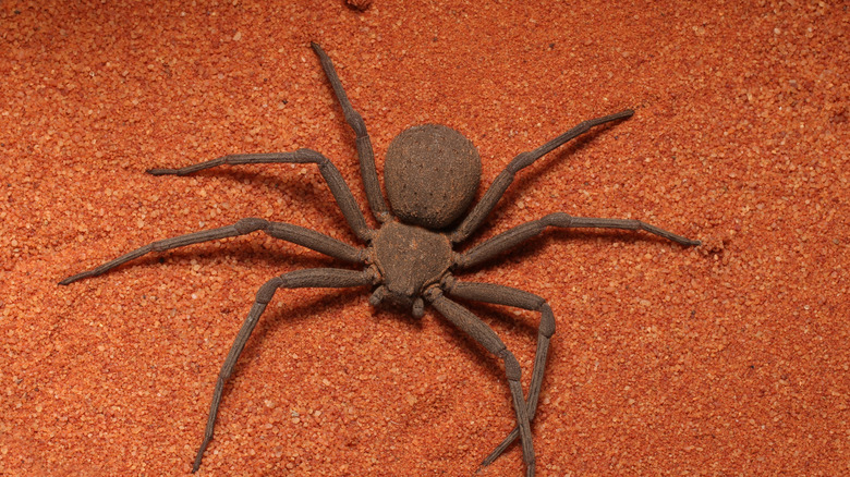 A six-eyed sand spider standing on fine desert sand, large round abdomen