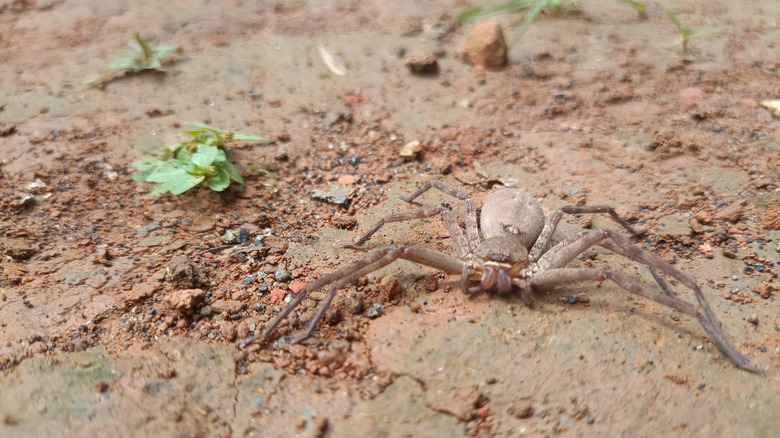 A six-eyed sand spider poised on clay ground with small desert plants nearby