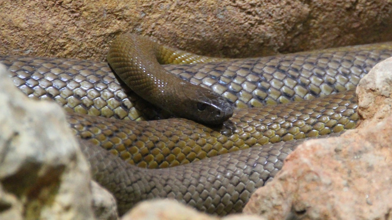 A coiled inland taipan snake with a small, smooth head