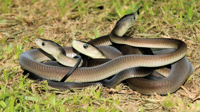 Three juvenile black mambas wrapped together in a coil on grass