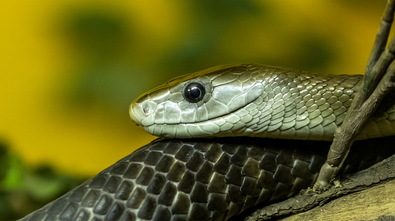 Head of a black mamba, smooth with slick scales and a circular eye