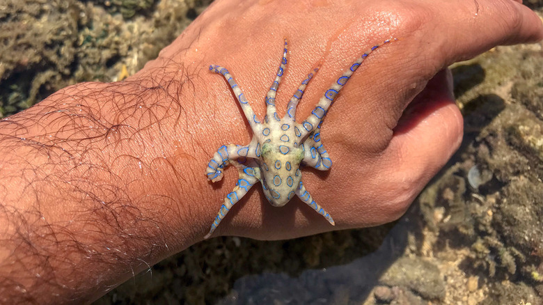 a blue-ringed octopus crawling on a man's hand