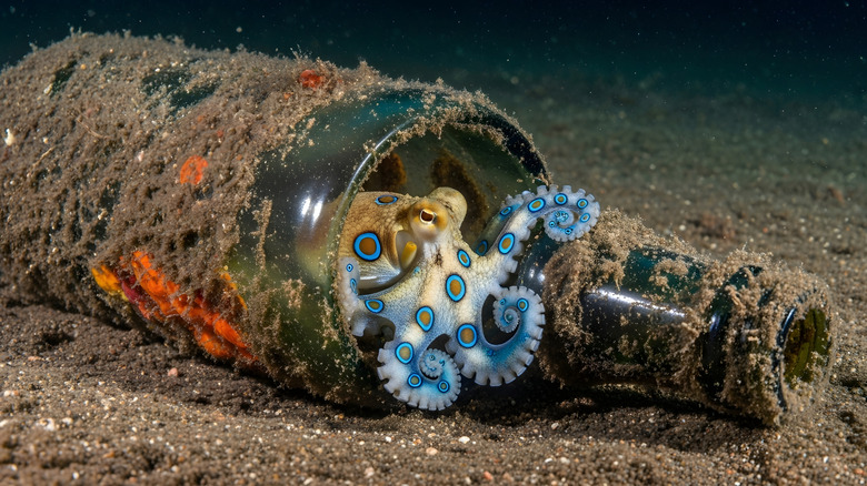 A small blue-ringed octopus hiding in an old broken glass bottle