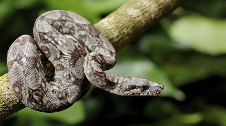 A brown boa constrictor coiled on a tree branch with head extended