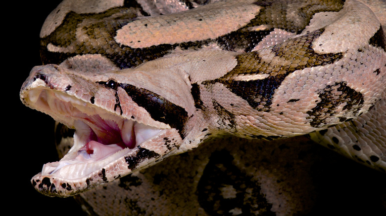 Boa constrictor on black background with mouth open showing no fangs