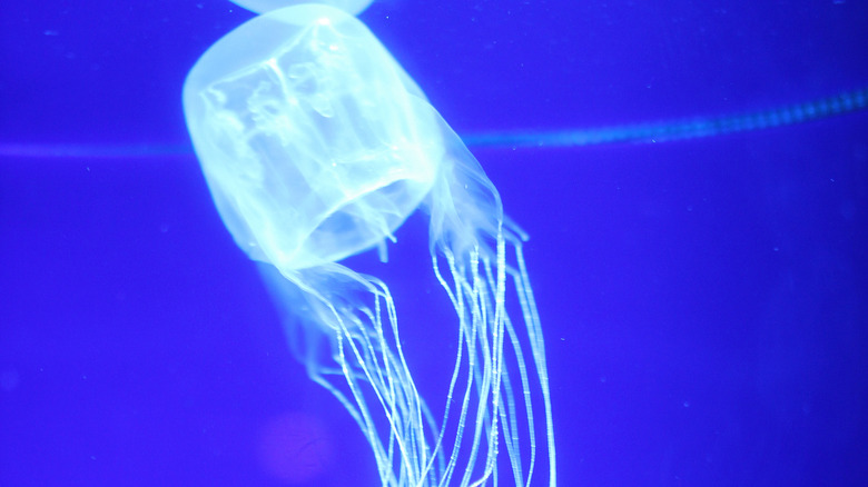 Photo of box jellyfish showing bell and part of tentacles