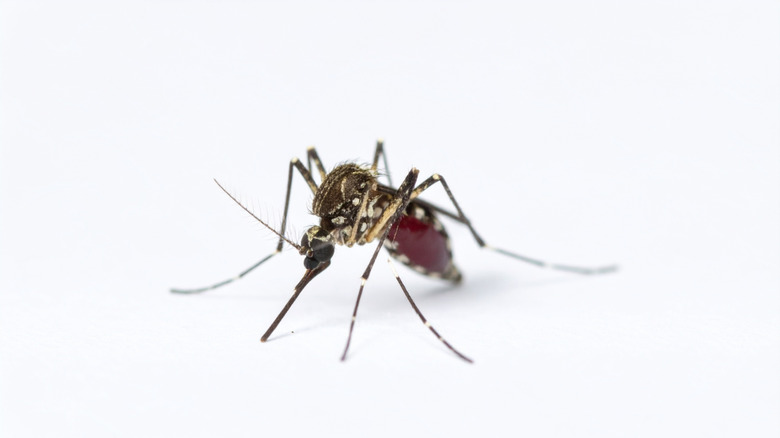 Why Death By Mosquito Is One Of The Worst Ways To Die