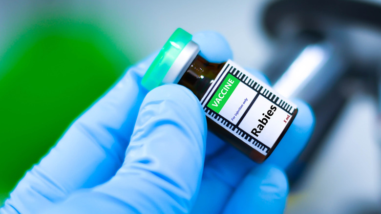 gloved hand holding a vial of rabies vaccine
