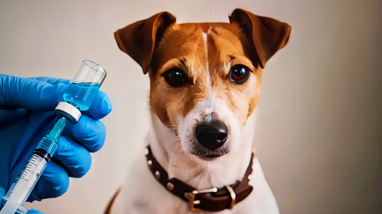 Jack Russell dog looks at camera while gloved hand prepares a vaccine