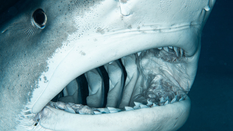 Close up of teeth of a tiger shark