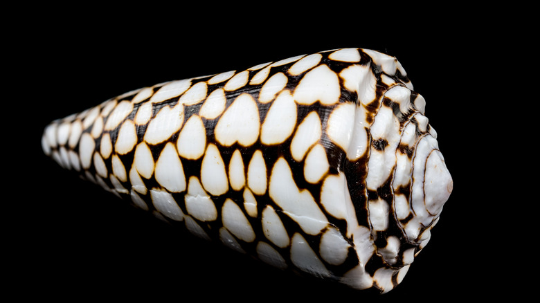 A cone shell in front of a black background.