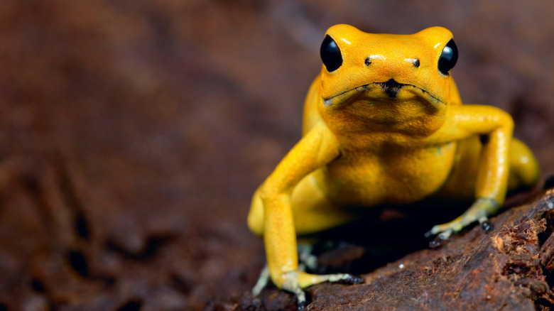 Head-on shot of Phyllobates terribilis, a poison dart frog