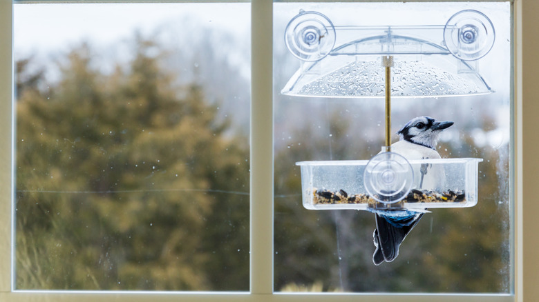 bluebird at window-mounted feeder