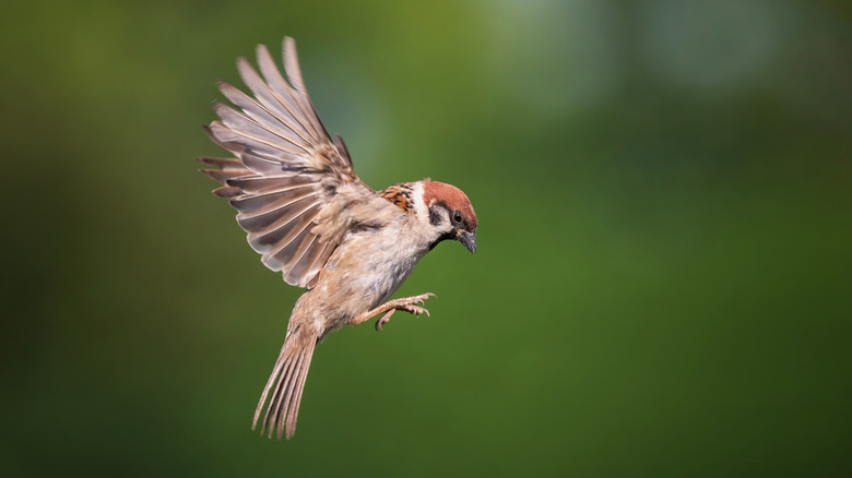 house sparrow taking flight