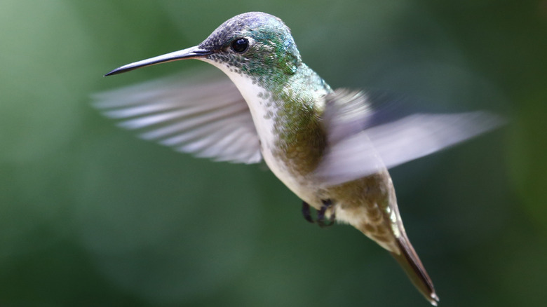 hummingbird beating its wings mid flight