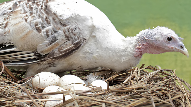Adult female turkey preparing to incubate eggs in a straw nest