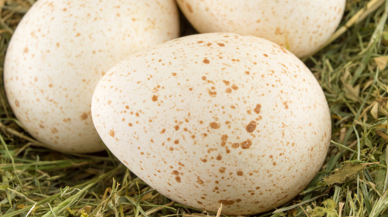 Close-up of three turkey eggs in a nest of grass and straw