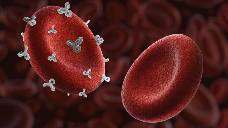 Concept of one red blood cell with the RhD antigen (left) and one without (right)