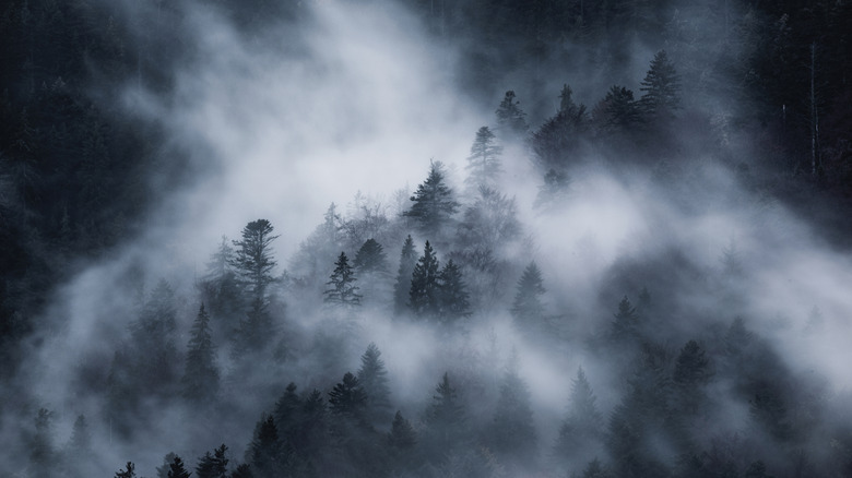 A dark forest covered by a dense fog.