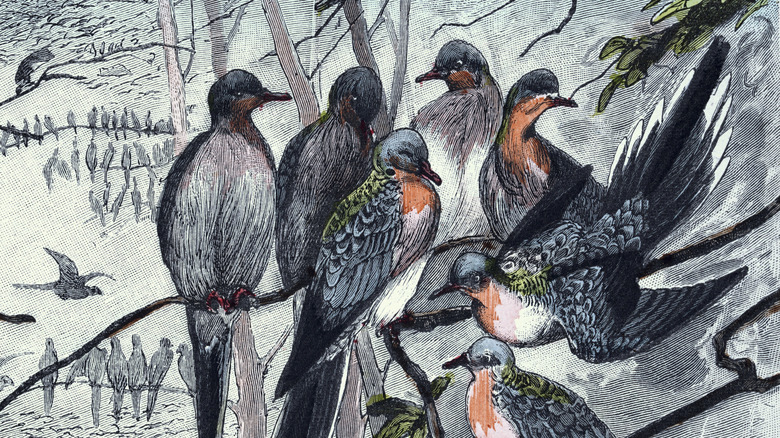 Drawing of a group of passenger pigeons on branches