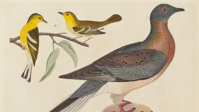 A 20th-century drawing of a blue-red passenger pigeon