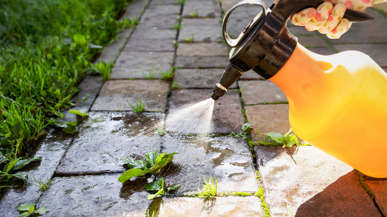 gloved hand applying spray to a paved patio