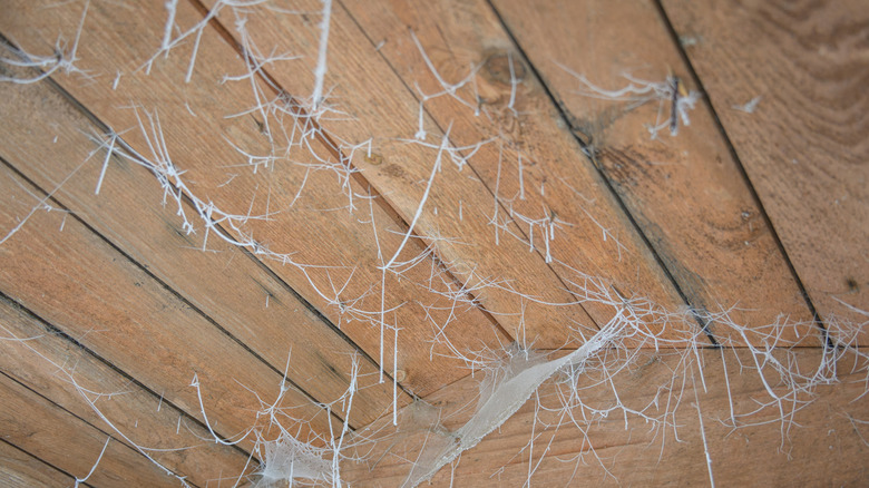 spider webs clinging to a wooden ceiling