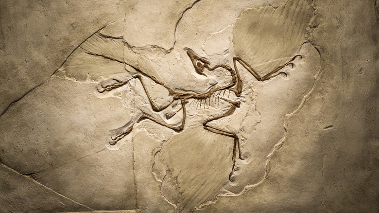 Archaeopteryx fossil in a stone slab