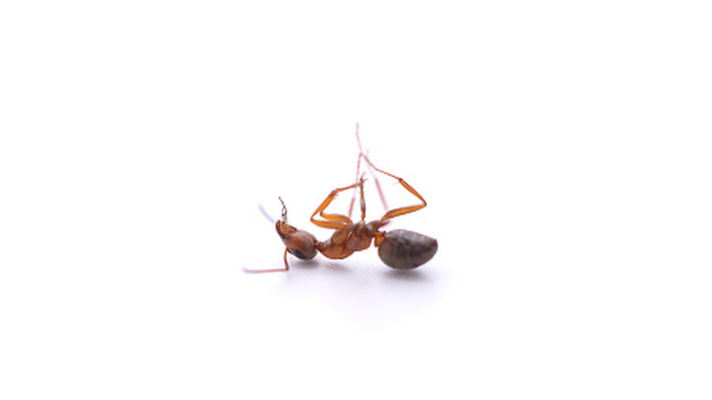 A dead ant laying upside down on a white background.
