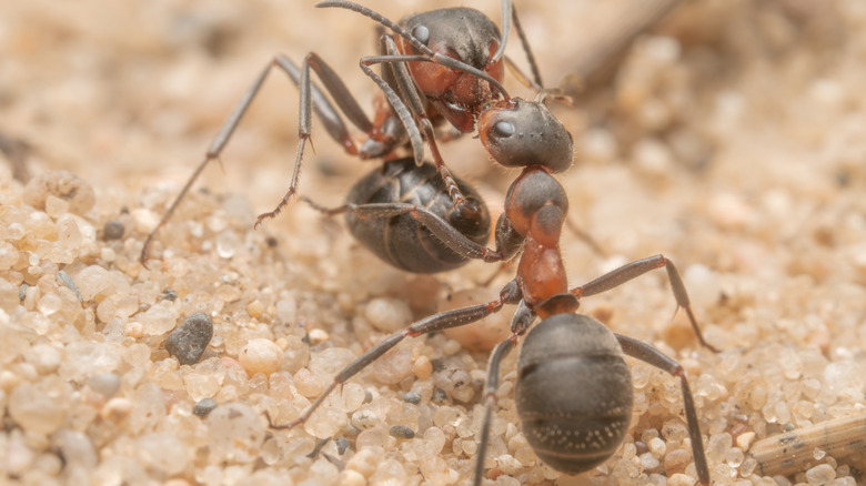 One ant carrying another.