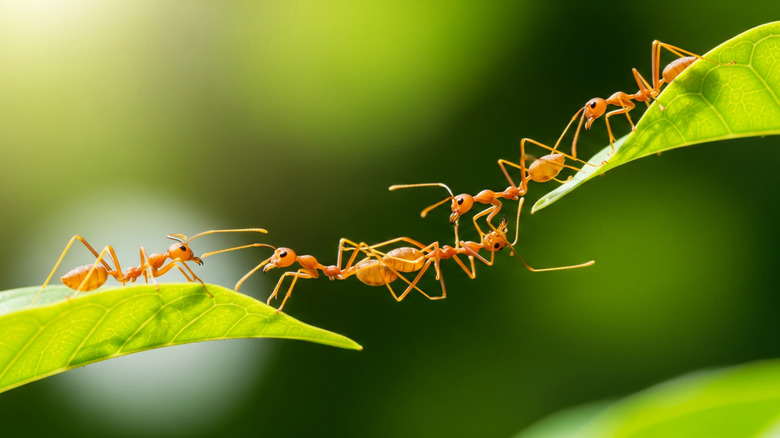 Ants creating a bridge across two leaves.