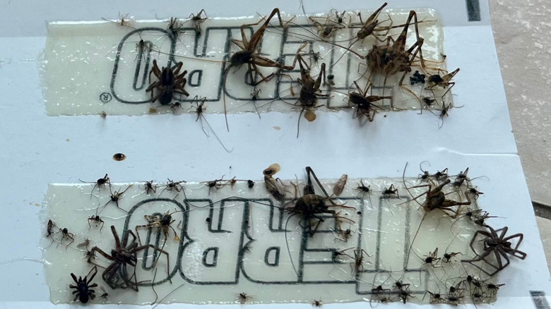 View of several spider crickets trapped on a sticky pad