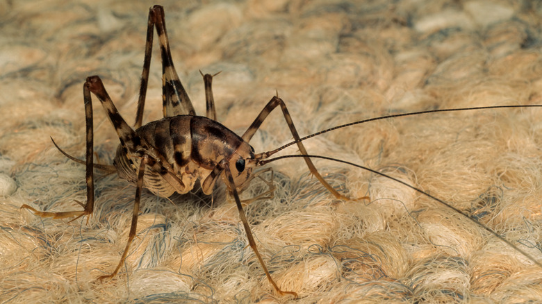 Close-up of a spider cricket on a rug