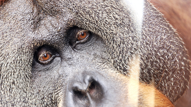 male orangutan close up