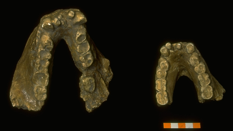 Gigantopithecus jawbones from Guangxi Liu Chen Zhu Yuan cave