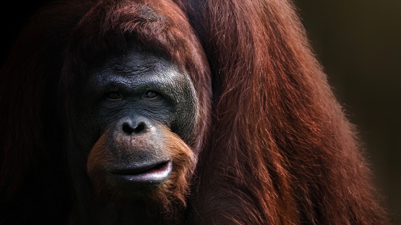 orangutan half in shadow