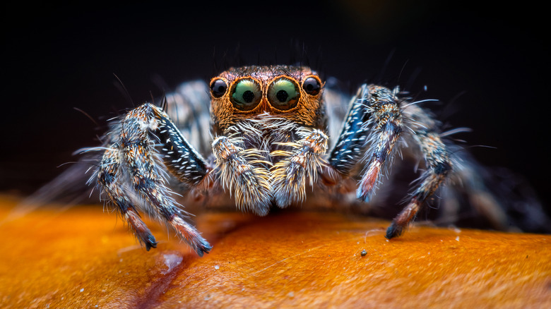A jumping spider is seen in closeup sitting on an orange leaf