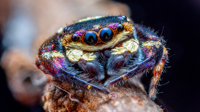 A purple and gold jumping spider is seen in closeup sitting on a twig