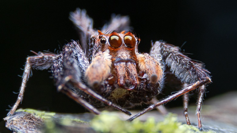 A jumping spider with large orange eyes is seen in extreme closeup
