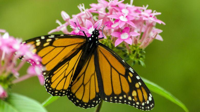 A monarch butterfly on a flower