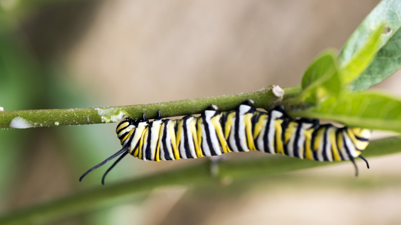 Monarch butterfly caterpillar